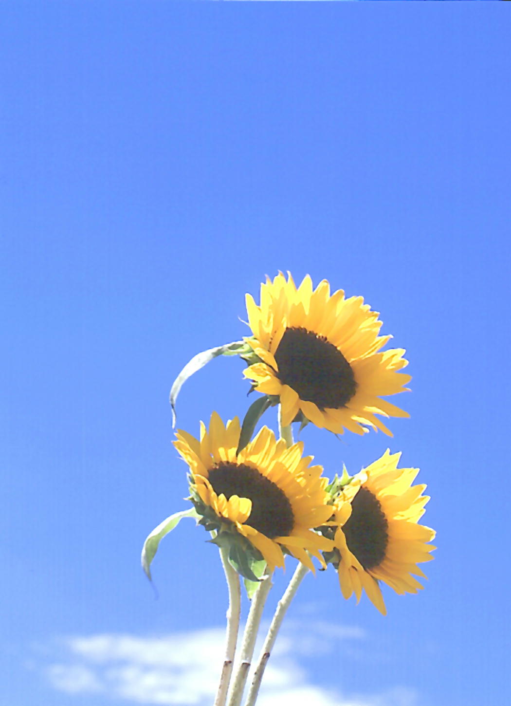 職員日記 ８月の花言葉 アーカイブ